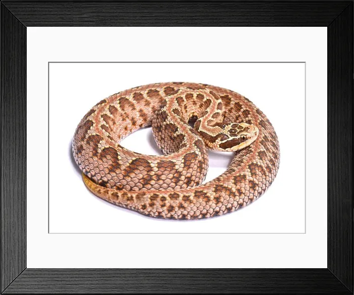 Framed Print : Siberian pit viper, Gloydius halys