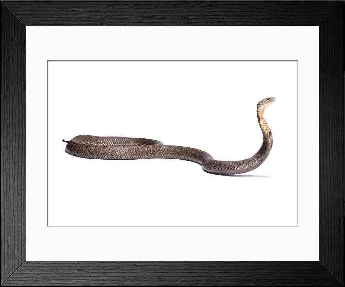 Framed Print : King cobra (Ophiophagus hannah) Framed Print : King cobra (Ophiophagus hannah)