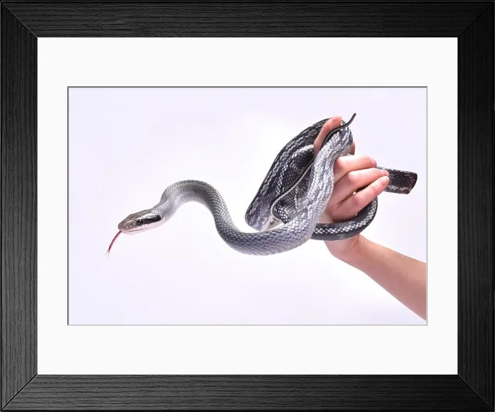 Framed Print : Blue beauty rat snake (Orthriophis taeniurus) Framed Print : Blue beauty rat snake (Orthriophis taeniurus)