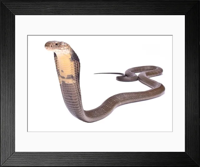 Framed Print : King cobra (Ophiophagus hannah) Framed Print : King cobra (Ophiophagus hannah)