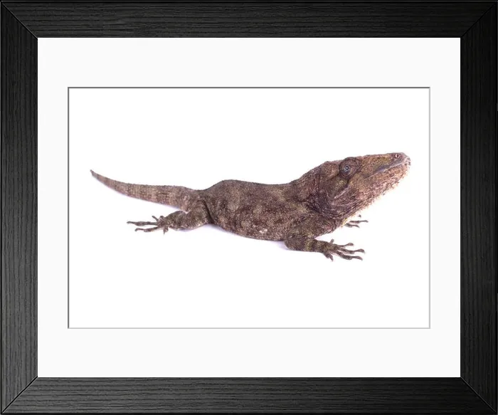 Framed Print : Western bearded anole, Chamaeleolis barbatus Framed Print : Western bearded anole, Chamaeleolis barbatus