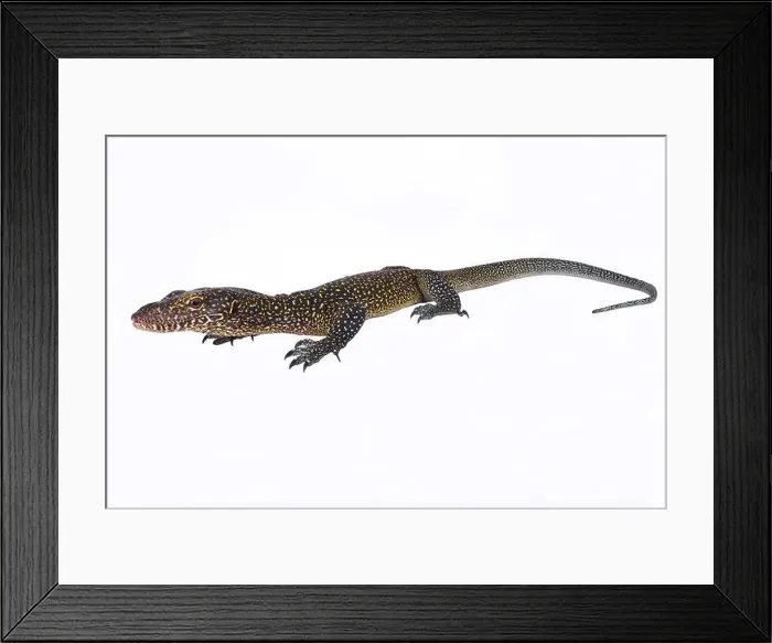 Framed Print : Blue-tailed monitor, Varanus doreanus Framed Print : Blue-tailed monitor, Varanus doreanus