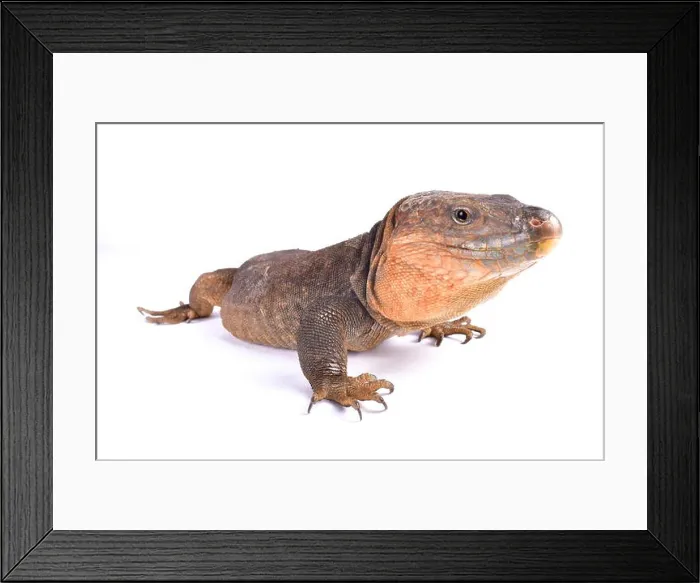 Framed Print : Gran Canaria giant lizard, Gallotia stehlini Framed Print : Gran Canaria giant lizard, Gallotia stehlini