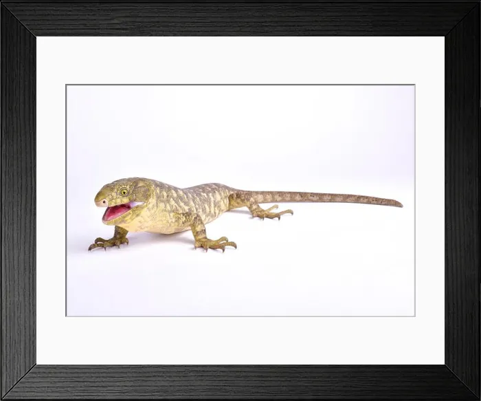Framed Print : Solomon Islands skink, Corucia zebrata Framed Print : Solomon Islands skink, Corucia zebrata