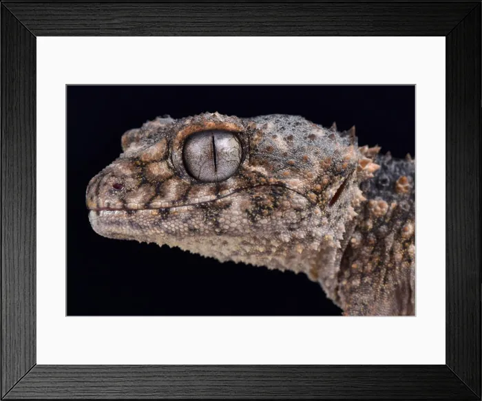 Framed Print : Prickly knob-tailed gecko, Nephrurus asper Framed Print : Prickly knob-tailed gecko, Nephrurus asper
