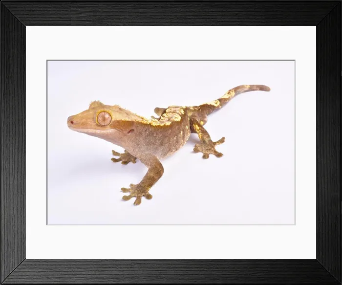 Framed Print : Crested gecko, Correlophus ciliatus Framed Print : Crested gecko, Correlophus ciliatus