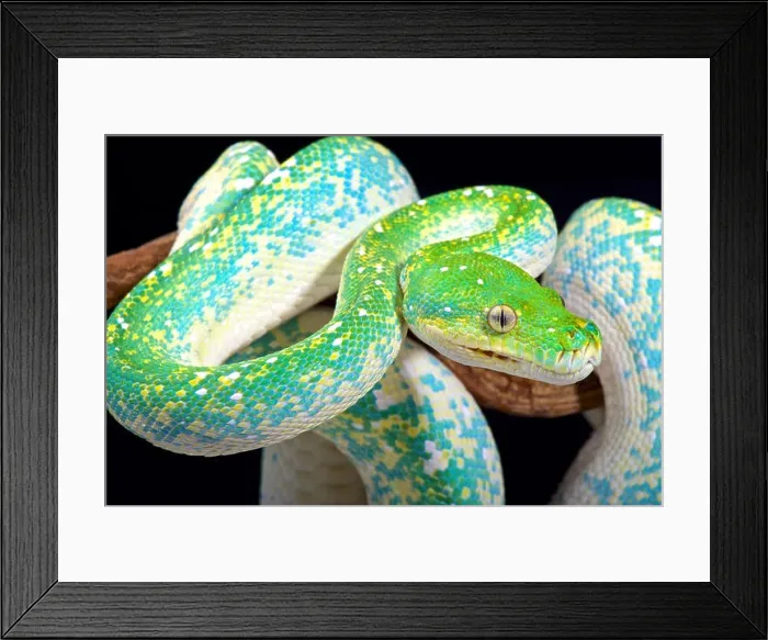 Framed Print : Green tree python, Morelia viridis Framed Print : Green tree python, Morelia viridis