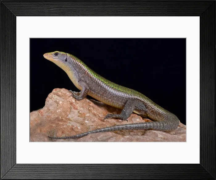 Framed Print : Green Madagascar girdled lizard, Zonosaurus haraldmeieri Framed Print : Green Madagascar girdled lizard, Zonosaurus haraldmeieri