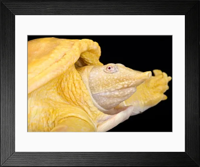 Framed Print : Asiatic softshell turtle, Amyda cartilaginea, albino Framed Print : Asiatic softshell turtle, Amyda cartilaginea, albino