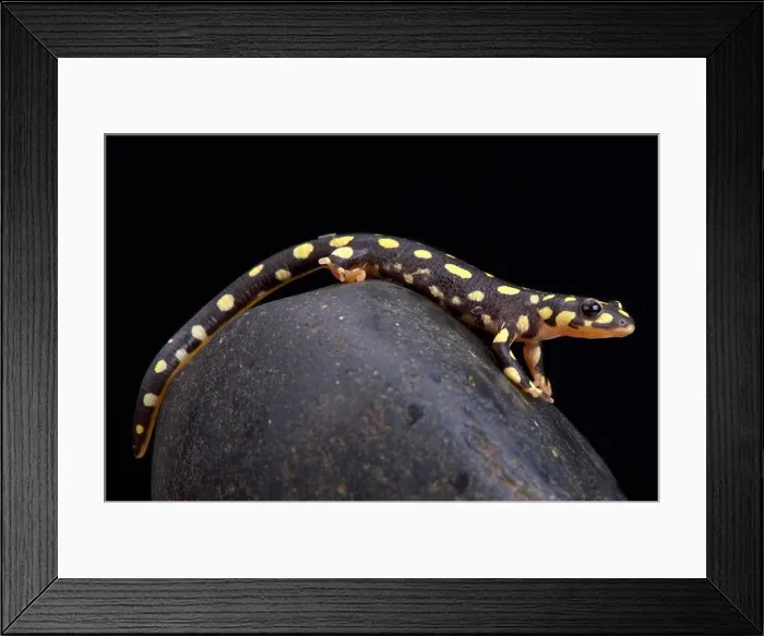 Framed Print : Yellow spotted newt, Neurergus crocatus Framed Print : Yellow spotted newt, Neurergus crocatus