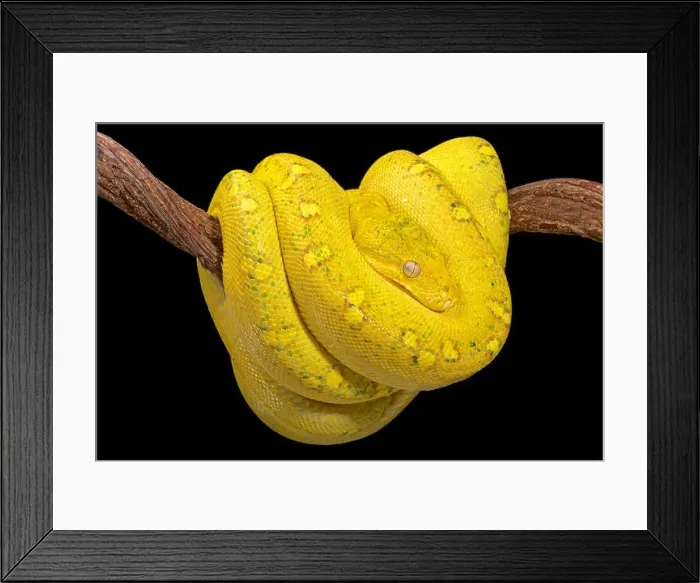 Framed Print : Green tree python, Morelia viridis Framed Print : Green tree python, Morelia viridis