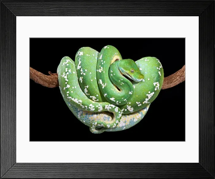 Framed Print : Green tree python, Morelia viridis Framed Print : Green tree python, Morelia viridis