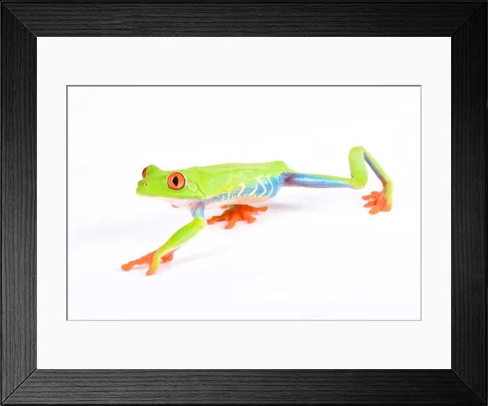 Framed Print : Agalychnis callidryas, Red-eyed treefrog Framed Print : Agalychnis callidryas, Red-eyed treefrog