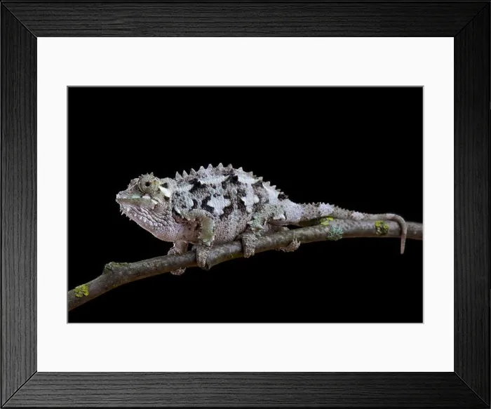 Framed Print : Spiny-flanked Chameleon, Trioceros laterispinis Framed Print : Spiny-flanked Chameleon, Trioceros laterispinis