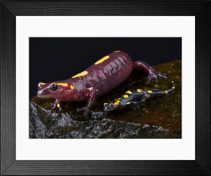 Framed Print : Rif mountain fire salamander, Salamandra algira splendens, mother and baby Framed Print : Rif mountain fire salamander, Salamandra algira splendens, mother and baby