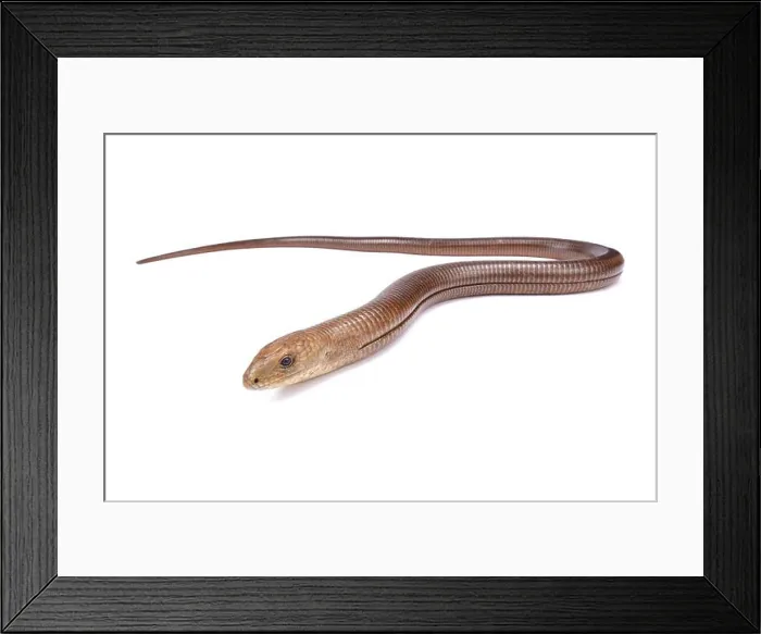 Framed Print : Sheltopusik, Pseudopus apodus apodus Framed Print : Sheltopusik, Pseudopus apodus apodus