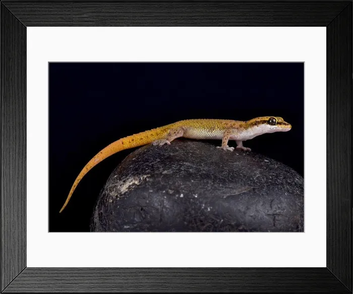 Framed Print : Scarce Ground Gecko, Dixonius melanostictus Framed Print : Scarce Ground Gecko, Dixonius melanostictus