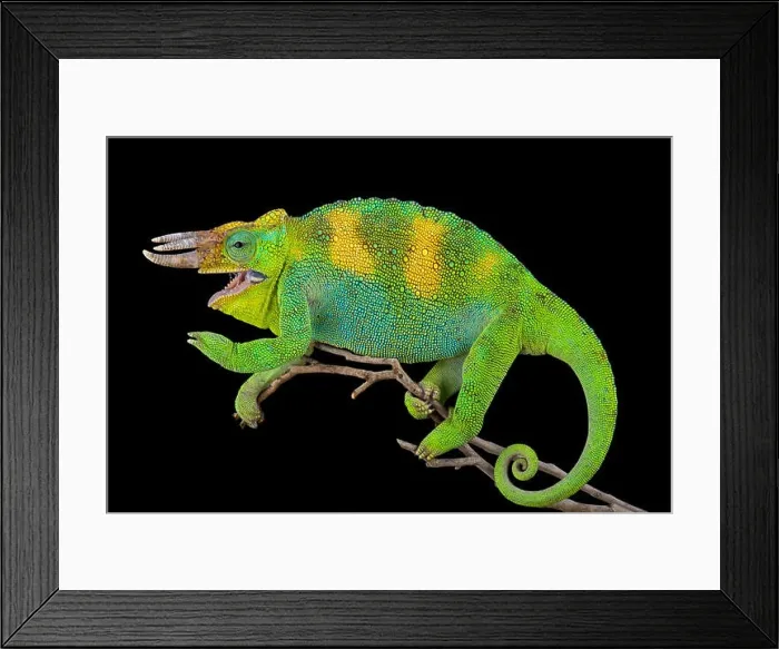 Framed Print : Johnston's chameleon, Trioceros johnstoni Framed Print : Johnston's chameleon, Trioceros johnstoni
