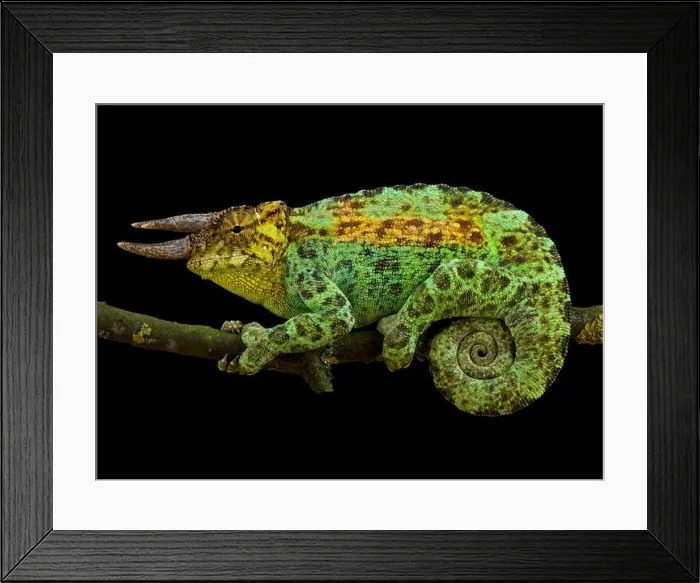 Framed Print : Johnston's chameleon, Trioceros johnstoni Framed Print : Johnston's chameleon, Trioceros johnstoni