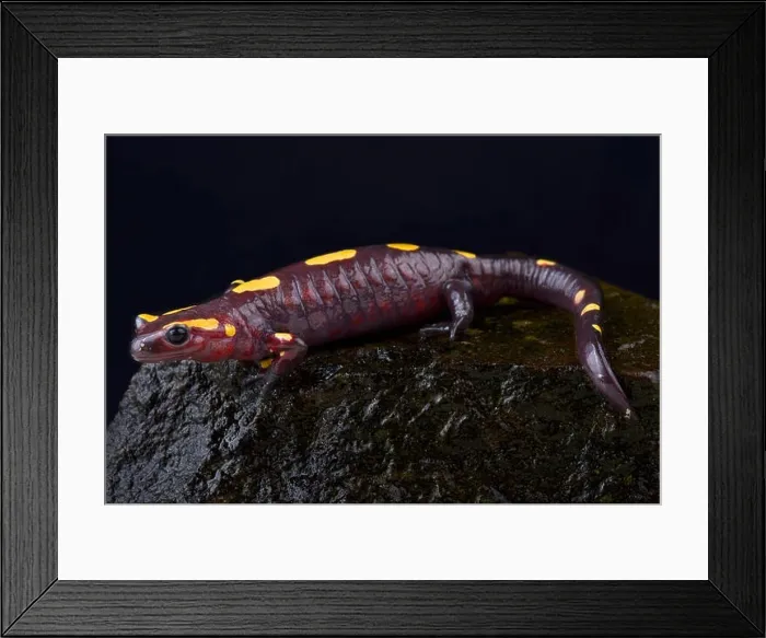 Framed Print : Rif mountain fire salamander, Salamandra algira splendens Framed Print : Rif mountain fire salamander, Salamandra algira splendens