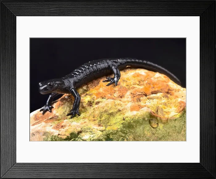 Framed Print : Alpine salamander, Salamandra atra atra Framed Print : Alpine salamander, Salamandra atra atra