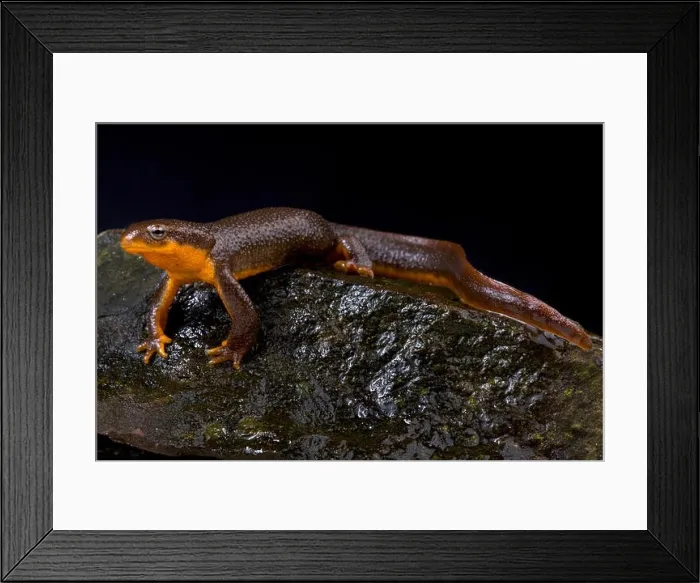 Framed Print : roughskin newt, Taricha granulosa Framed Print : roughskin newt, Taricha granulosa