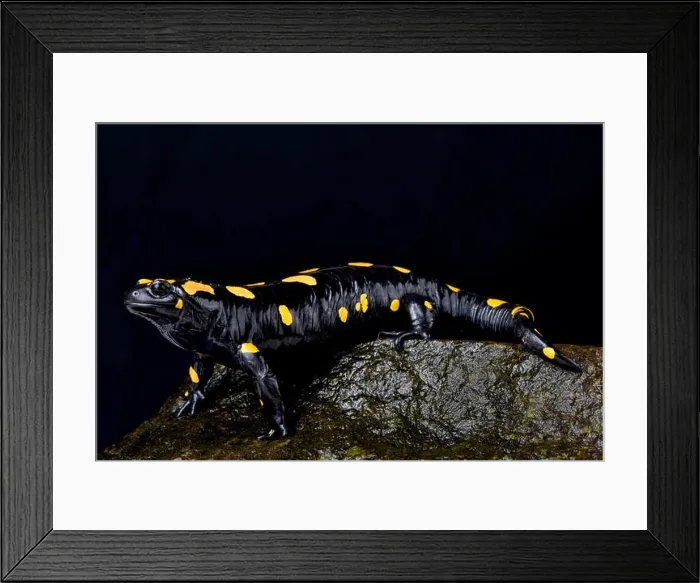 Framed Print : Eastern fire salamander, Salamandra infraimmaculata Framed Print : Eastern fire salamander, Salamandra infraimmaculata