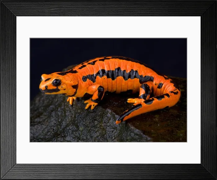 Framed Print : Solling fire salamander, Salamandra salamandra terrestris solling Framed Print : Solling fire salamander, Salamandra salamandra terrestris solling