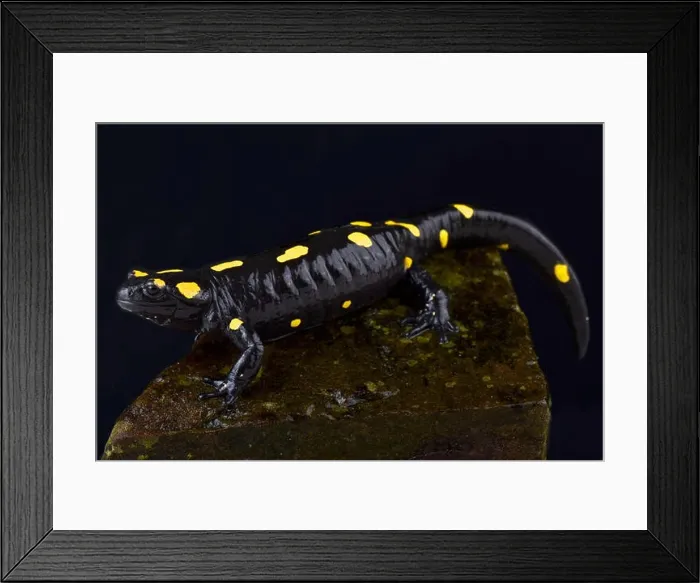 Framed Print : North African fire salamander, Salamandra algira tingitana Framed Print : North African fire salamander, Salamandra algira tingitana