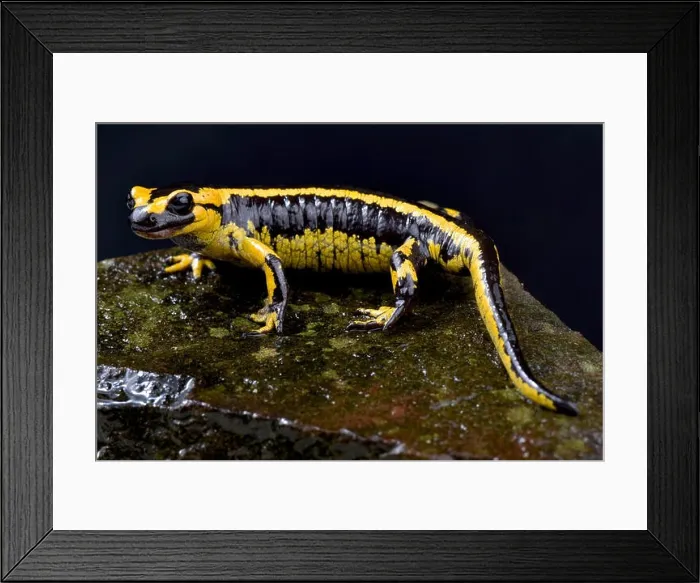 Framed Print : Galician Fire Salamander, Salamandra salamandra bernardezi Framed Print : Galician Fire Salamander, Salamandra salamandra bernardezi