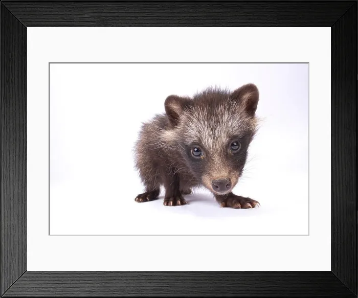 Framed Print : raccoon dog, Nyctereutes procyonoides Framed Print : raccoon dog, Nyctereutes procyonoides
