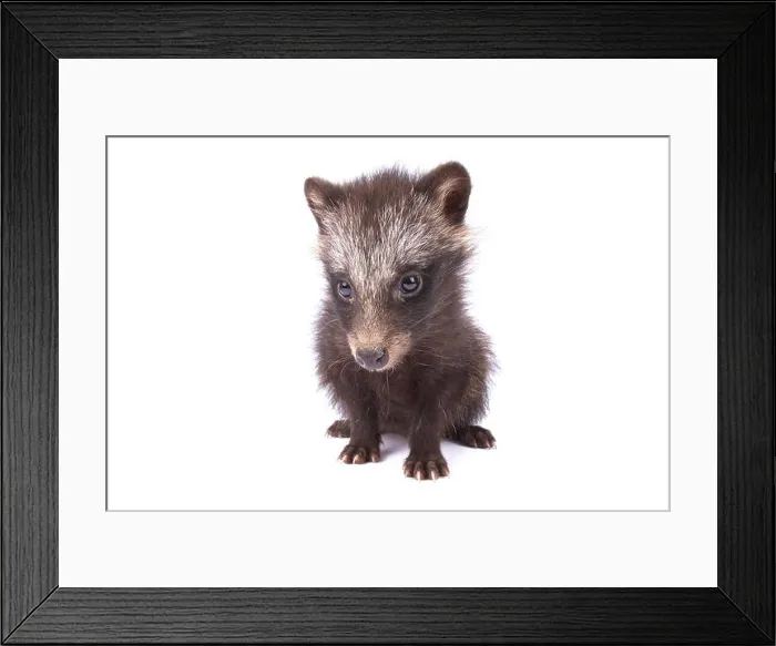 Framed Print : raccoon dog, Nyctereutes procyonoides Framed Print : raccoon dog, Nyctereutes procyonoides