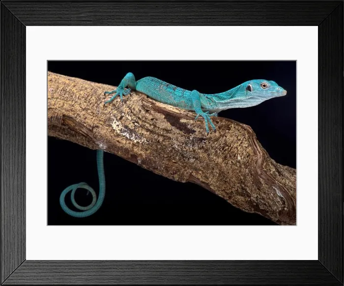 Framed Print : Emerald tree monitor, Varanus prasinus Framed Print : Emerald tree monitor, Varanus prasinus