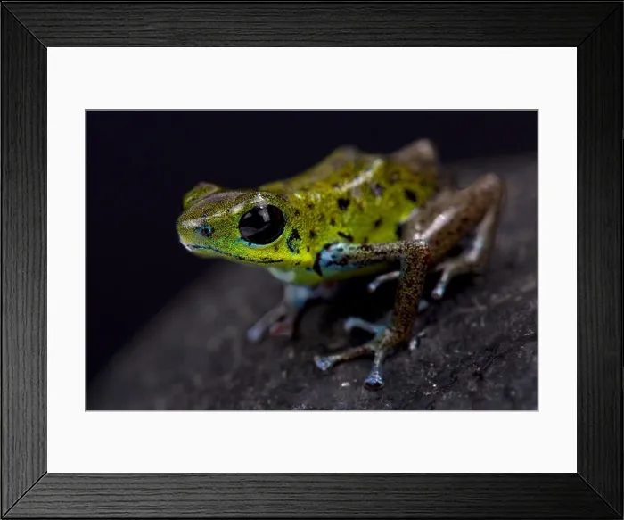 Framed Print : Green strawberry dart frog, Oophaga pumilio Chiriqui Verde Framed Print : Green strawberry dart frog, Oophaga pumilio Chiriqui Verde