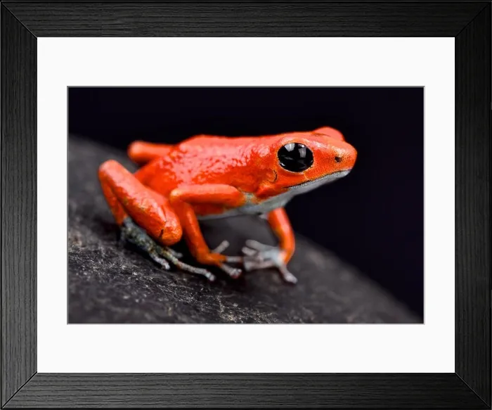 Framed Print : Strawberry dart frog, Oophaga pumilio Quebrada sal Framed Print : Strawberry dart frog, Oophaga pumilio Quebrada sal