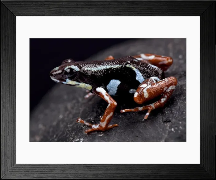 Framed Print : Strawberry dart frog, Oophaga pumilio Bocas del Toro Framed Print : Strawberry dart frog, Oophaga pumilio Bocas del Toro