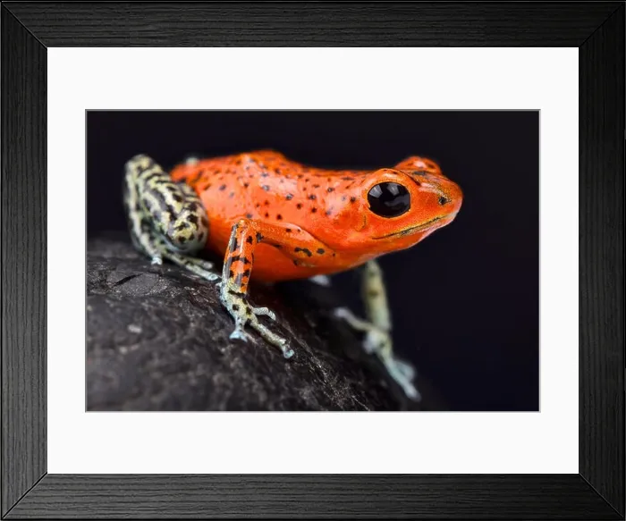 Framed Print : Strawberry dart frog, Oophaga pumilio Pico de Chriqui Framed Print : Strawberry dart frog, Oophaga pumilio Pico de Chriqui