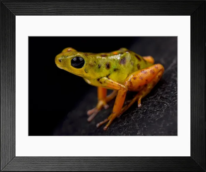 Framed Print : Strawberry dart frog, Oophaga pumilio Colon Bocas del Drago Framed Print : Strawberry dart frog, Oophaga pumilio Colon Bocas del Drago