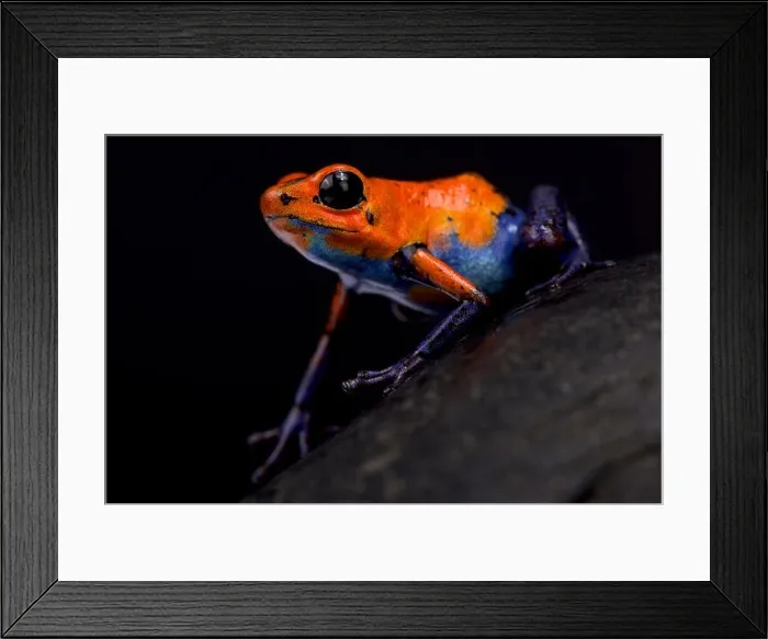 Framed Print : Strawberry dart frog, Oophaga pumilio Blue jeans Nicaragua Framed Print : Strawberry dart frog, Oophaga pumilio Blue jeans Nicaragua