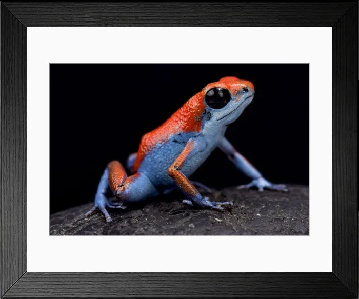 Framed Print : Strawberry dart frog, Oophaga pumilio Escudo Framed Print : Strawberry dart frog, Oophaga pumilio Escudo