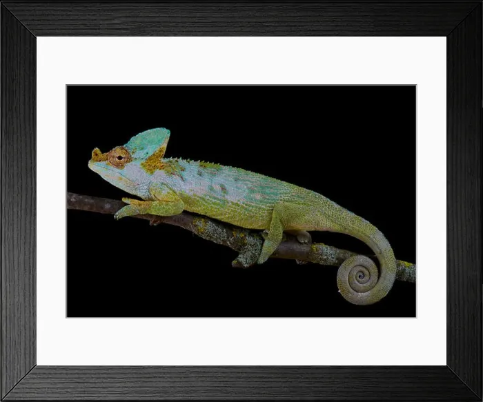 Framed Print : Carpenter's chameleon, Kinyongia carpenteri Framed Print : Carpenter's chameleon, Kinyongia carpenteri