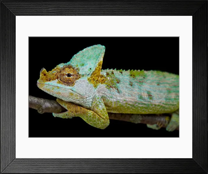 Framed Print : Carpenter's chameleon, Kinyongia carpenteri Framed Print : Carpenter's chameleon, Kinyongia carpenteri