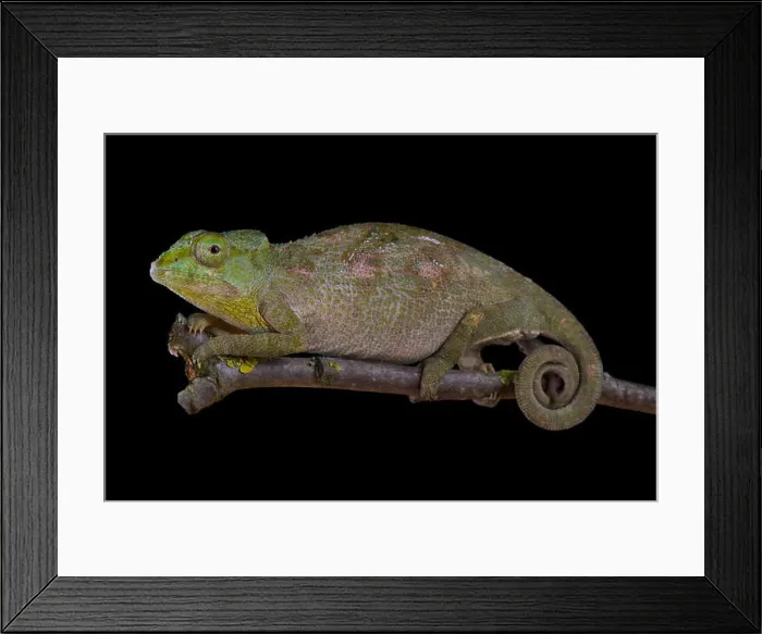 Framed Print : Carpenter's chameleon, Kinyongia carpenteri Framed Print : Carpenter's chameleon, Kinyongia carpenteri