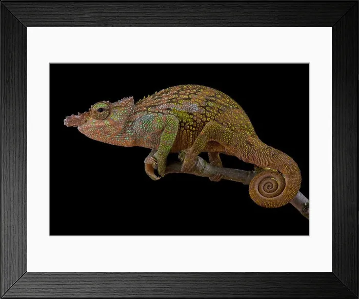 Framed Print : Böhme's Two-horned Chameleon, Kinyongia boehmei Framed Print : Böhme's Two-horned Chameleon, Kinyongia boehmei