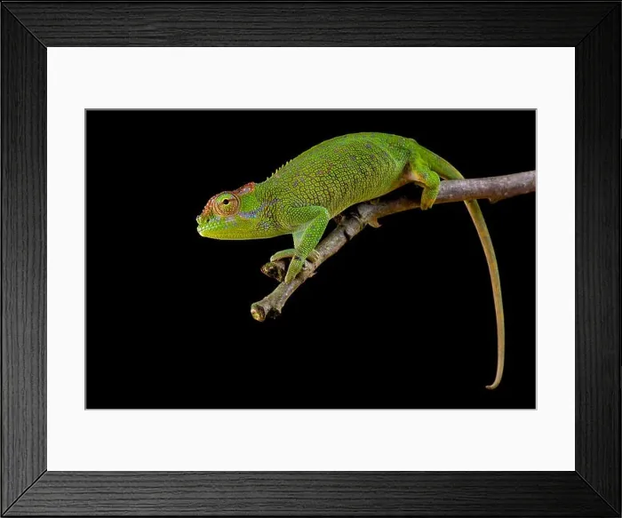 Framed Print : Böhme's Two-horned Chameleon, Kinyongia boehmei Framed Print : Böhme's Two-horned Chameleon, Kinyongia boehmei