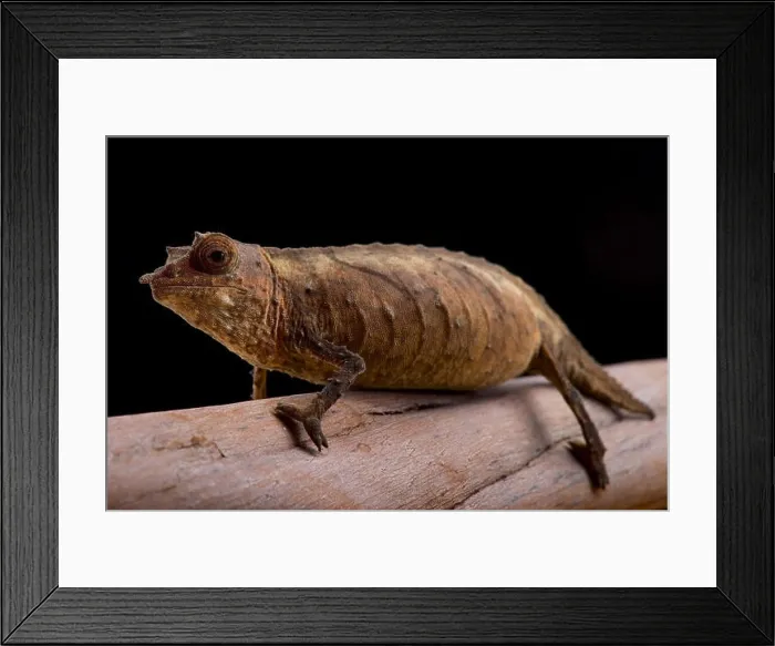Framed Print : Cameroon Stumptail Chameleon, Rhampholeon spectrum Framed Print : Cameroon Stumptail Chameleon, Rhampholeon spectrum