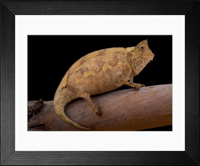 Framed Print : Perinet Leaf Chameleon, Brookesia therezieni Framed Print : Perinet Leaf Chameleon, Brookesia therezieni