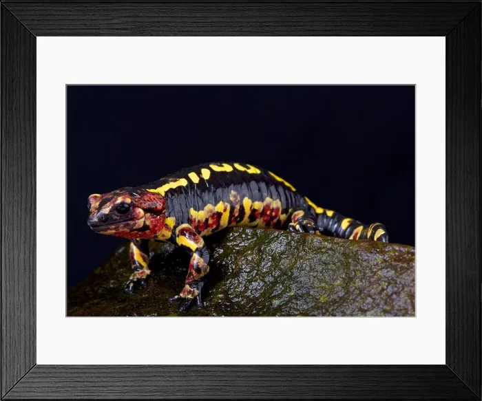 Framed Print : Portugese fire salamander, Salamandra salamandra gallaica Framed Print : Portugese fire salamander, Salamandra salamandra gallaica