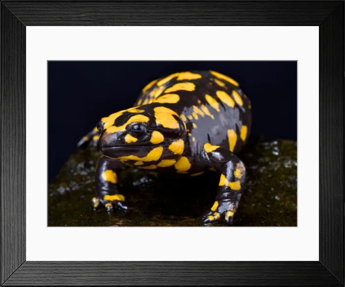 Framed Print : Corsican fire salamander, Salamandra corsica Framed Print : Corsican fire salamander, Salamandra corsica