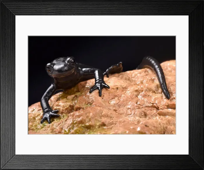 Framed Print : Alpine salamander, Salamandra atra atra